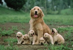 l-Mother-dog-sitting-with-her-cute-puppies